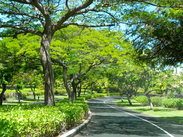 Beauty along a Kona Road Photo by Maryann Ridini Spencer