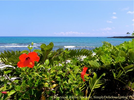 HawaiianHibiscus