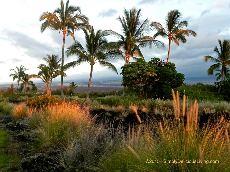 Hawaii field of beauty