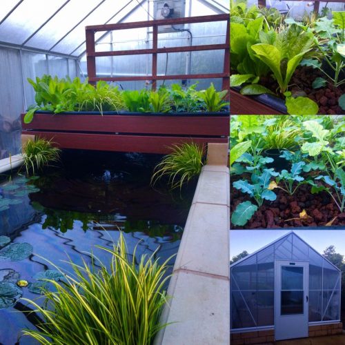 Our farm's acquaponics greenhouse where we grow fresh produce using solar power