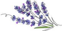 Lavender plant bunch, branch vector illustration. One continuous line drawing illustration with lettering organic lavender.